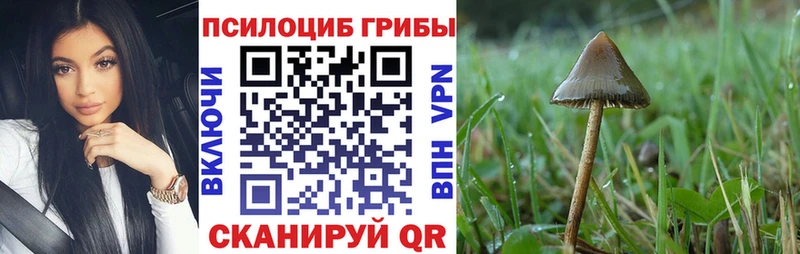 Галлюциногенные грибы Psilocybe  Купить закладки  Западная Двина 